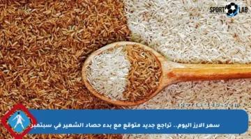 سعر الأرز اليوم.. تراجع جديد متوقع مع بدء حصاد الشعير في سبتمبر